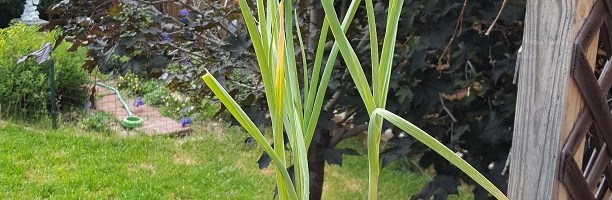How Does My Garlic Grow? June Update