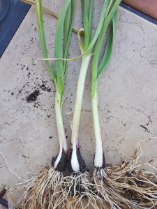 Garlic peeled to reveal root