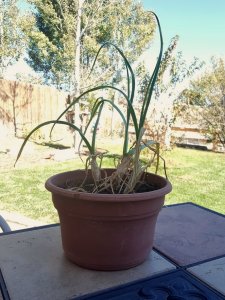 Garlic plant before harvest