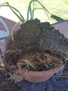 Root Bound Garlic
