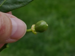 Last surviving orange.