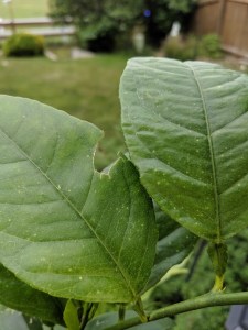 Hail damage to lime tree leaf.