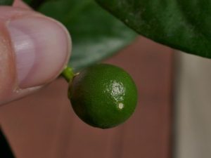 The orange still on my tree.