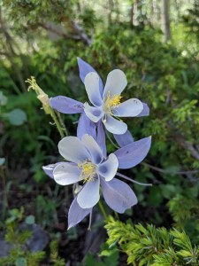 Colorado State Flower - Columbine