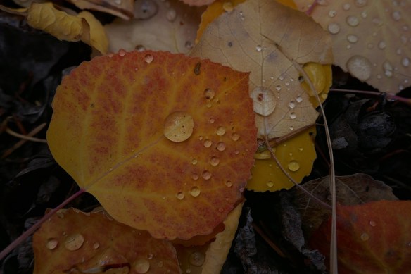 Fall Leaves, Buena Vista, Colorado