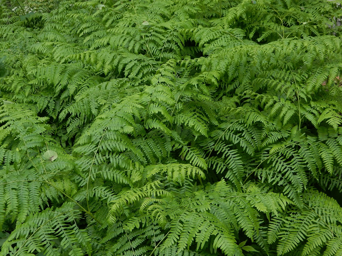 Ferns, Steamboat Springs, Colorado
